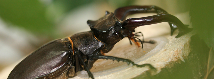 夢と愛情をかけて飼育される方とクワガタ・カブトムシとの関係を最良の絆でつなぎます！